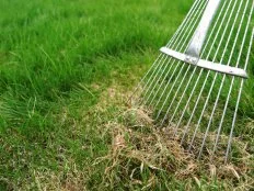 Dethatching lawn with a lawn rake in the spring garden