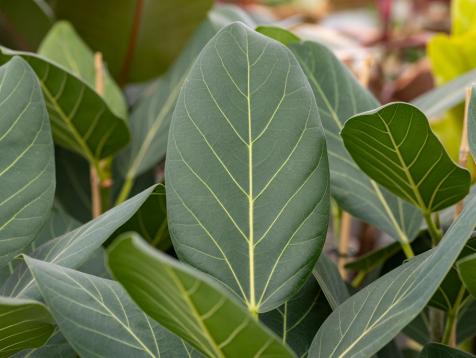Discover the Beauty of Ficus 'Audrey'
