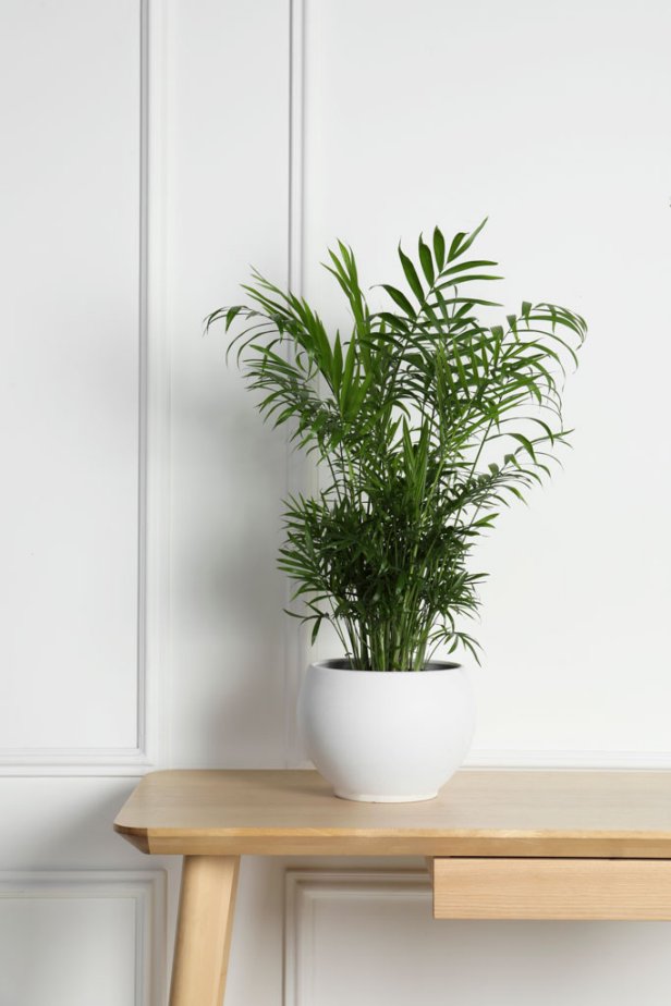 Houseplant Palm Tree