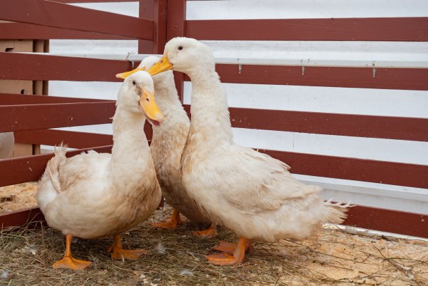 White ducks in the pen. Ducks on the farm. Farmyard poultry. White ducks at the wooden fence. The concept of poultry farming.