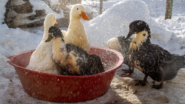 Ducks bathing in a plastic tub in winter landscape, selective focus. Ducks are bathed in splashing water. Water droplets are scattering all around. Other ducks await their turn.