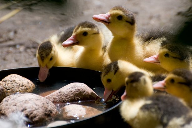 Yellow Muscovy ducklings drinking water.