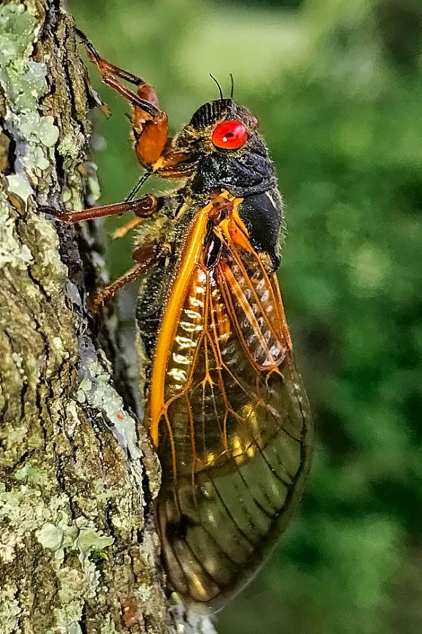 adult periodical cicada