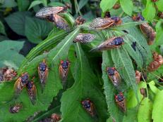 Adult Periodical Cicadas on Leaves