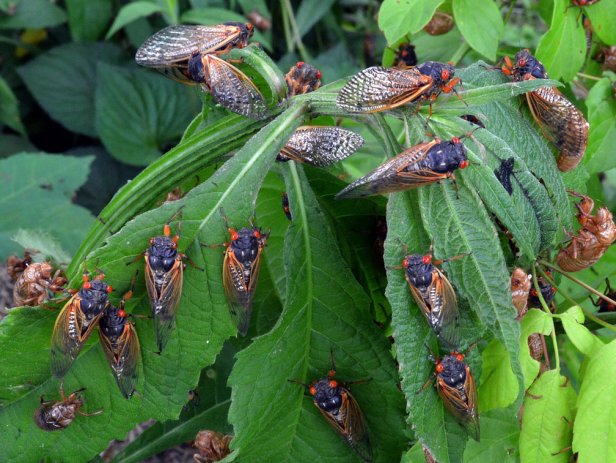 Adult Periodical Cicadas on Leaves