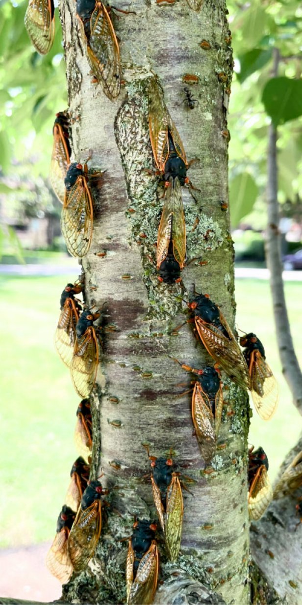 Periodical cicadas, which spend the vast majority of their 13-year or 17-year lives (depending on the species) as nymphs underground, emerge in large numbers at the same time as part of a synchronized life cycle.