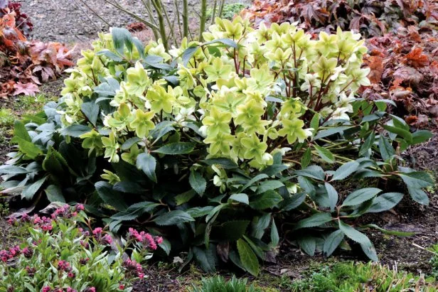 Helleborus 'Honeyhill Joy' plants blooming in a garden bed