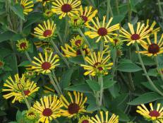 Blooms on a Rudbeckia 'Little Henry' plant