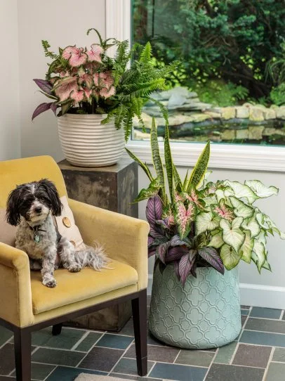 indoor plant mister Instant Plant Food main image 1