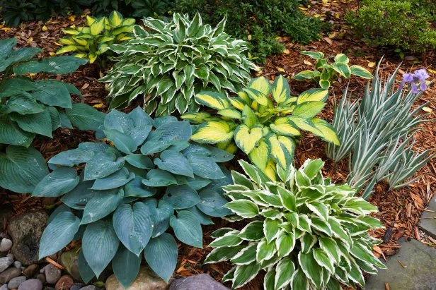 Lush hosta garden after a Spring shower. The different shades of green and variegation make up a colorful shade garden.