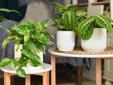 Tropical houseplants like 'Marble Queen' pothos or prayer plant in flower pots on side tables in living room