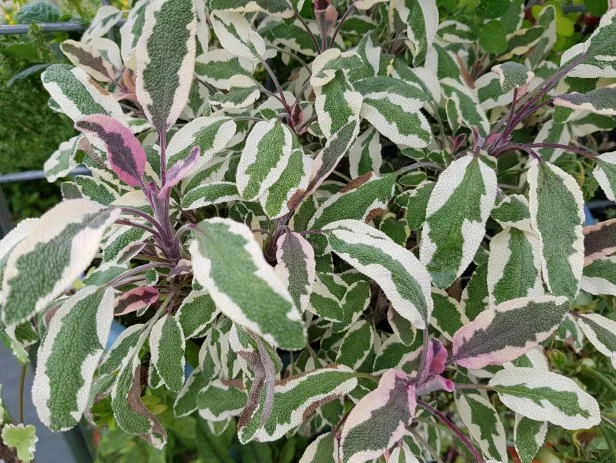 variegated purple, green and white sage plant