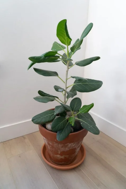Ficus Audrey Care | HGTV