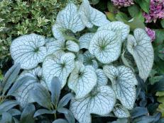 Also known as Siberian Bugloss and False Forget-Me-Not, Brunnera 'Alexander's Great' is a super-sized perennial with large silver, heart-shaped leaves. Moist, well-drained soil works best for this handsome low-maintenance brunnera. Larger than 'Jack Frost' Brunnera, 'Alexander's Great' forms a dense, low mound and features tiny blue flowers in spring.