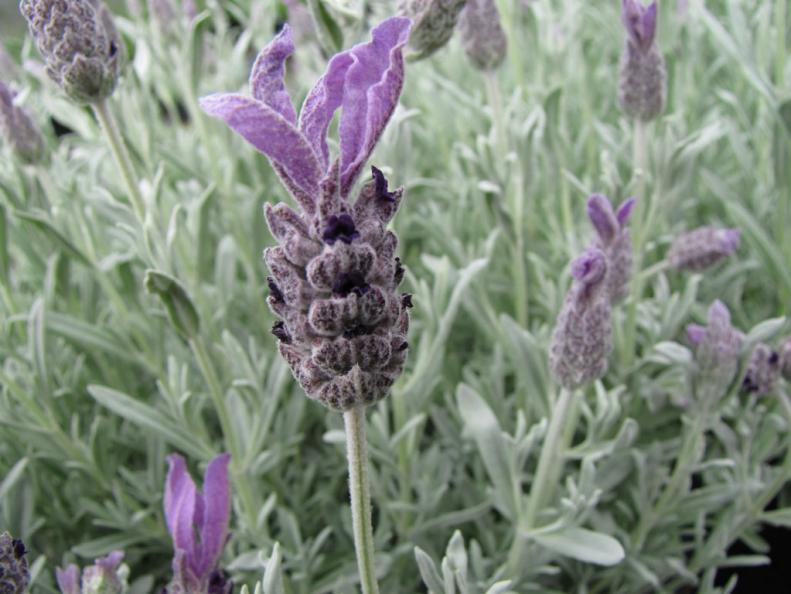 Lavender, or Lavandula stoechas 'Anouk Silver' features silver foliage and whimsical tufts of purple florets that give this perennial its unique look. It is especially nice to plant in containers or near porches and pathways where you can enjoy its fragrance. This lavender has a compact size and a width of 12-18 inches and does best in well-drained soil.