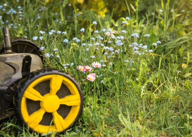 Lawn Mower With Wildflowers