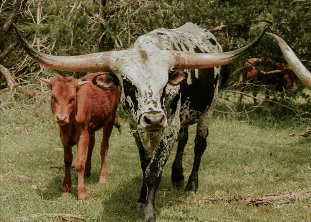 Adult and juvenile Texas longhorns stand together at a ranch.