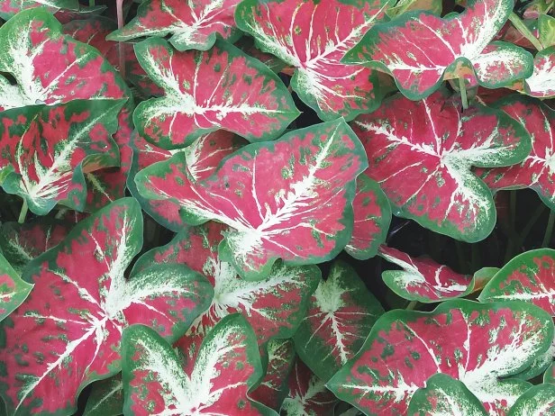 Caladium Plant