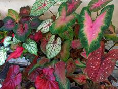 With its heart-shaped leaves, strong tolerance for shade and unique, tropical look, it’s no wonder gardeners love growing this summer bulb. Plus, caladiums are also an easy-care houseplant.
