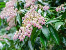 Japanese pieris is a shade-loving evergreen that blooms in early spring with dainty flowers that resemble lily of the valley.