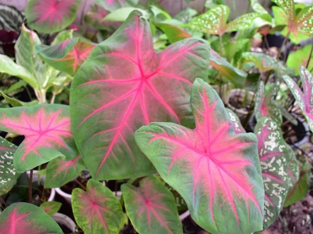 Caladium Plant in Pink Green Leaves