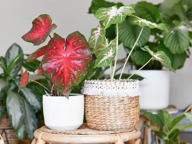 Multicolored exotic 'Caladium Red Flash' and 'Caladium Hearts Desire' houseplants in flower pots on table surrounded by many plants in living room