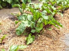 No-till gardening saves time, conserves water and reduces weeds. There are several methods including Hugelkultur, Ruth Stout, back-to-Eden and lasagna gardening.  Find out how to incorporate these organic practices in your yard.