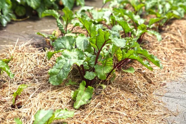 Beets grow in the garden under mulch from dry grass. Growing vegetables in organic farming in the open air.