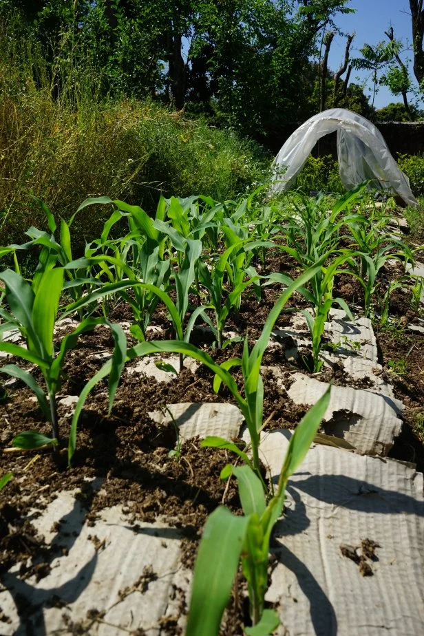Young corn growing in a farm bed with cardboard mulch