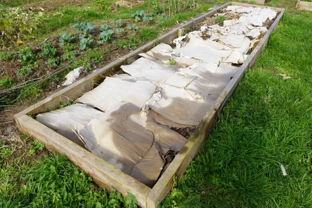 raised wooden vegetable garden filled with the lasagna method, with a layer of cardboard.