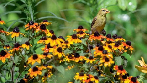Gardens That Attract Birds: Ultimate Tips for a Feathered Paradise
