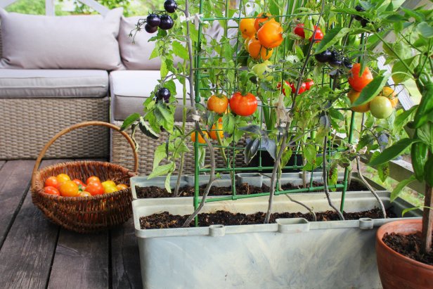 Tomato Plants in Container on a Patio