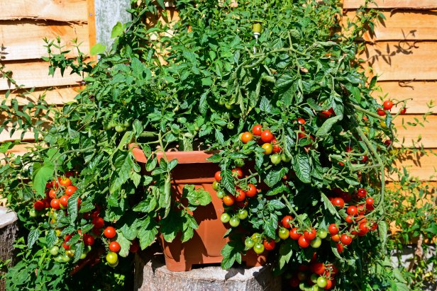 Losetto tomatoes growing in a pot, UK