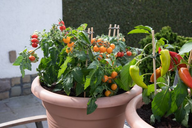 Large pots with cherry tomatoes and sweet peppers on the garden terrace, plants
