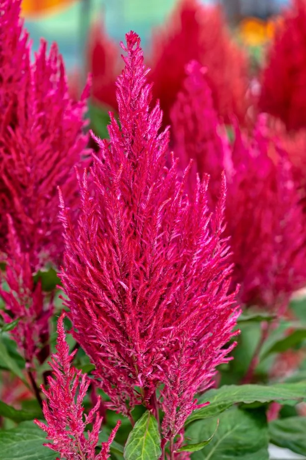 Pink Celosia Flowers