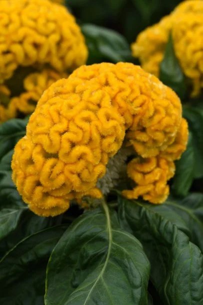 Konsertina Sarı Celosia Bitkisi