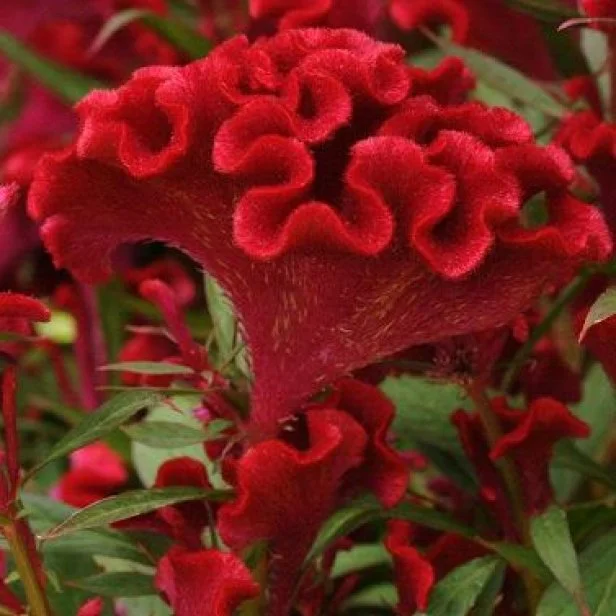 Red Cockscomb Celosia Flower