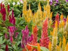 An array of vibrant celosia flowers blooming in a garden