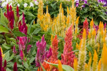 Bahçede açan canlı renklerdeki celosia çiçeklerinden oluşan bir seçki.