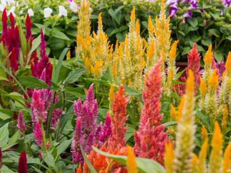How to Grow and Care for Celosia Plants