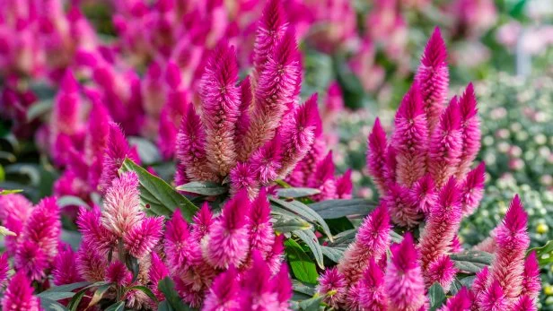 Flowers of bright pink celosia flower in greenhouse