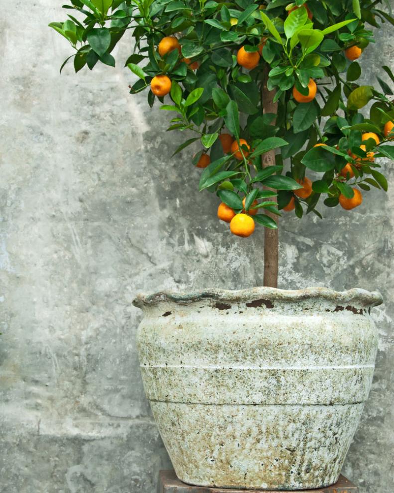 Tangerine Tree in Container