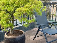 In many landscape designs, the Japanese maple (Acer palmatum) has a starring role. A well-chosen dwarf variety can play a part in a patio or balcony garden as well. This is Acer palmatum 'Dissectum'. 