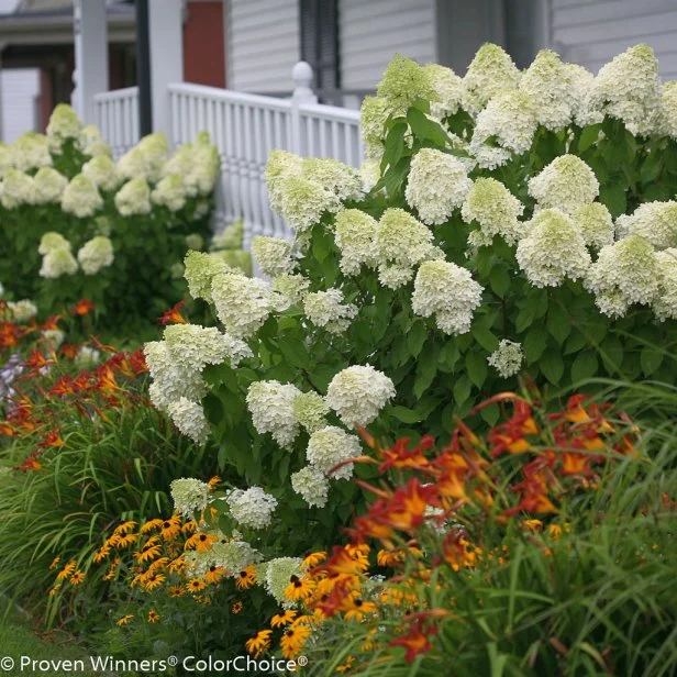 Best Plants for Shade: Top Picks to Transform Shady Gardens