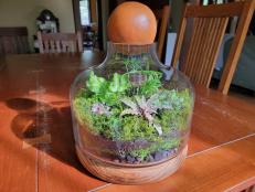 Get step-by-step instructions on how to create and care for a decorative terrarium full of lush plants.