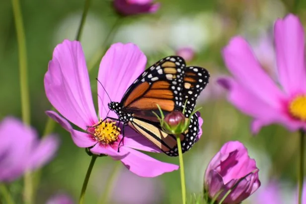 A monarch butterfly on a purple flower