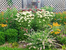 A garden planted with daisies, golden rod and other flowers with a fence and 2 trellises behind it.