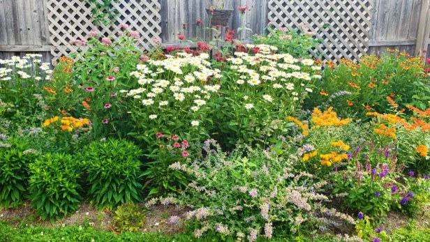 A garden planted with daisies, golden rod and other flowers with a fence and 2 trellises behind it.