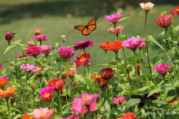 Monarchs flying over a patch of zinnias