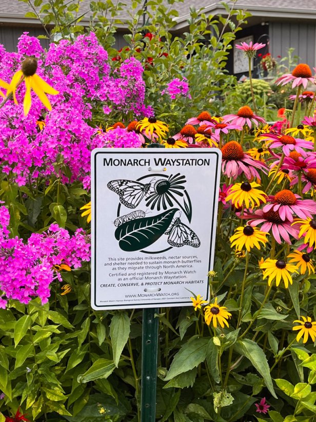 How to Make a Monarch Waystation | HGTV